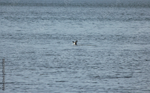 Scaup Duck