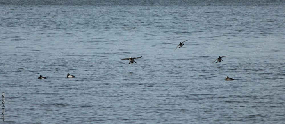 Scaup Duck