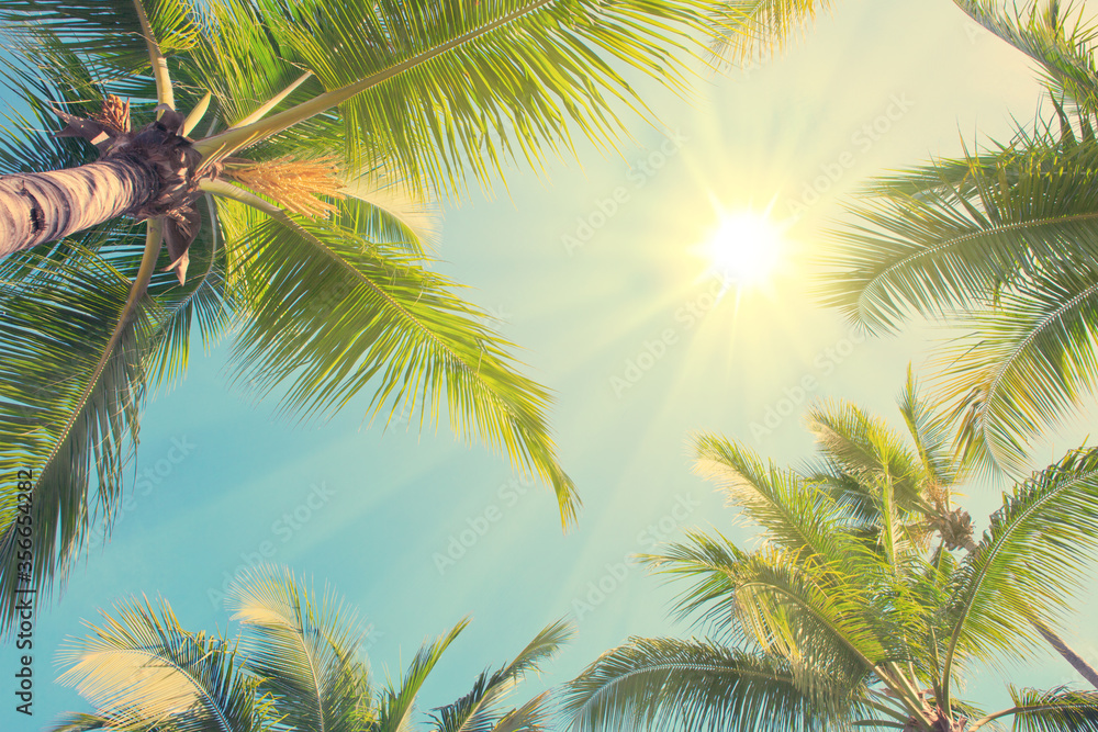 Fototapeta premium Sunshine between green palm trees. Travel background.