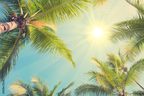 Sunshine between green palm trees. Travel background.