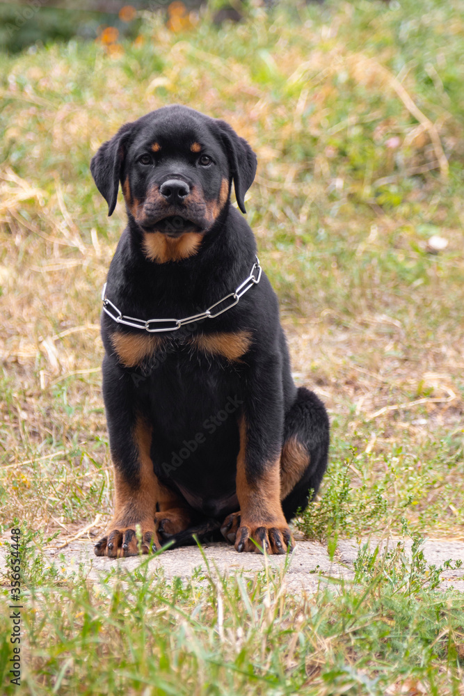 Dog on a walk in the yard. Rottweiler puppy walking in the garden. Portrait of a pet on the background of a garden with flowers. Rottweiler in nature.