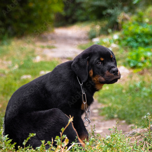Dog on a walk in the yard. Rottweiler puppy walking in the garden. Portrait of a pet on the background of a garden with flowers. Rottweiler in nature.