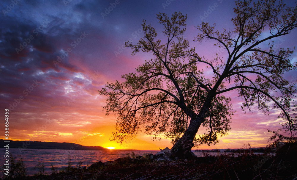 Leaning Tree  at Sunrise on the Lake