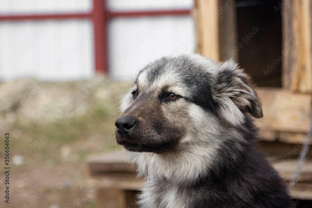 A dog without a breed from a shelter for homeless animals. A mongrel with character. Looks into the distance. A dog without a breed from a shelter for homeless animals. A mongrel with character. Looks into the distance.