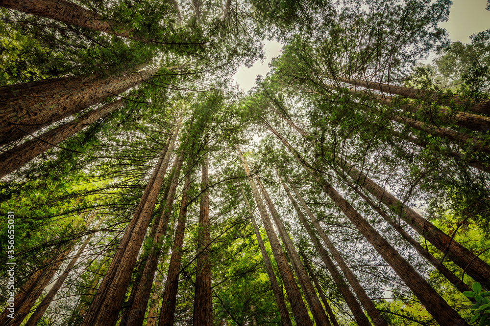 Redwoods to the Sky