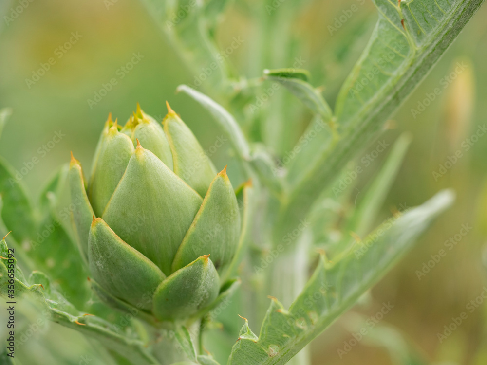 Freschissimi fiori di carciofo nell'orto a chilometro zero Freschissimi fiori di carciofo nell'orto a chilometro zero