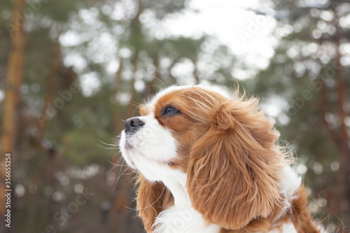 Cavalier King Charles Spaniel on the background of a winter forest. Portrait of a dog with beautiful fur on a cold winter day. Small dog in nature.