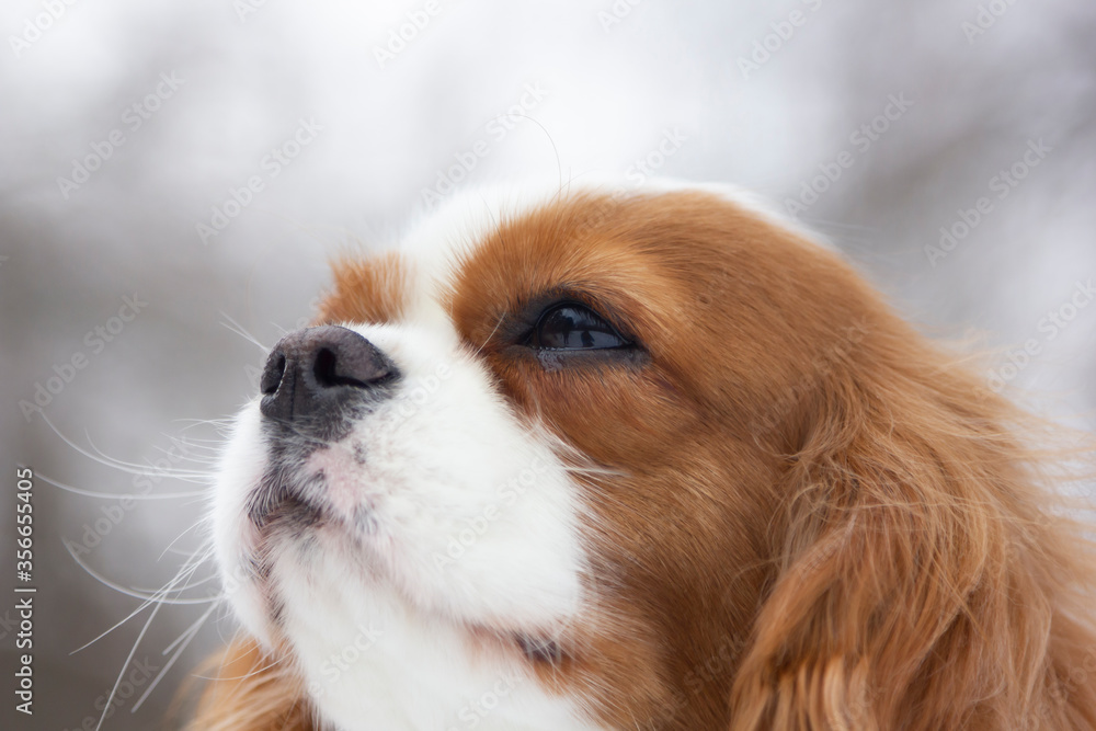 Cavalier King Charles Spaniel on the background of a winter forest. Portrait of a dog with beautiful fur on a cold winter day. Small dog in nature. Cavalier King Charles Spaniel on the background of a winter forest. Portrait of a dog with beautiful fur on a cold winter day. Small dog in nature.