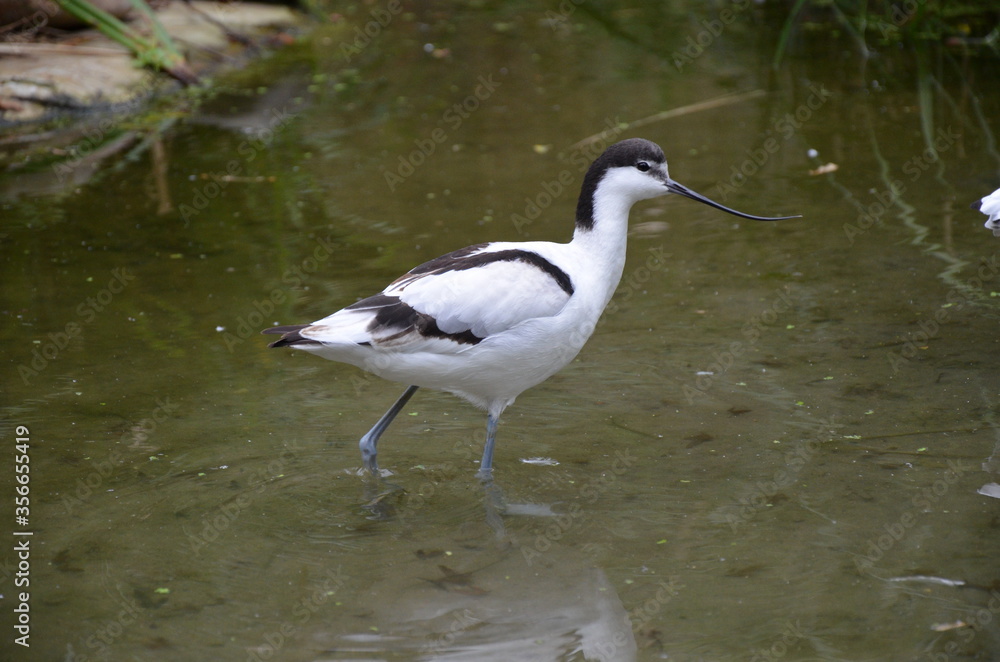 Pied avocet ( Recurvirostra avosetta ) in Frankfurt zoo Pied avocet ( Recurvirostra avosetta ) in Frankfurt zoo