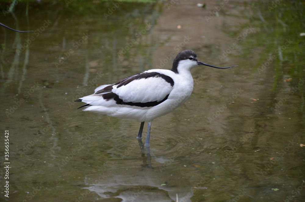 Obraz premium Pied avocet ( Recurvirostra avosetta ) in Frankfurt zoo