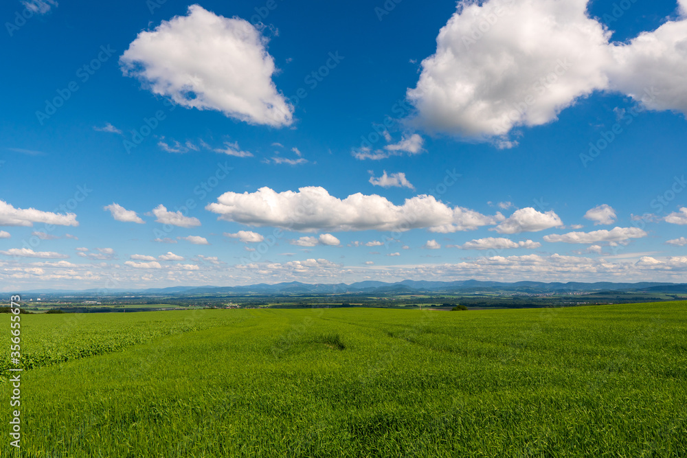 Panoramic rural landscape with idyllic vast green barley fields on hills and trails as lines leading to trees on the horizon, with deep blue sky and fluffy white clouds