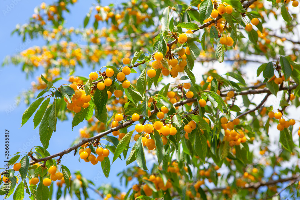 fruit tree with yellow cherries , rich harvest of cherries fruit tree with yellow cherries , rich harvest of cherries