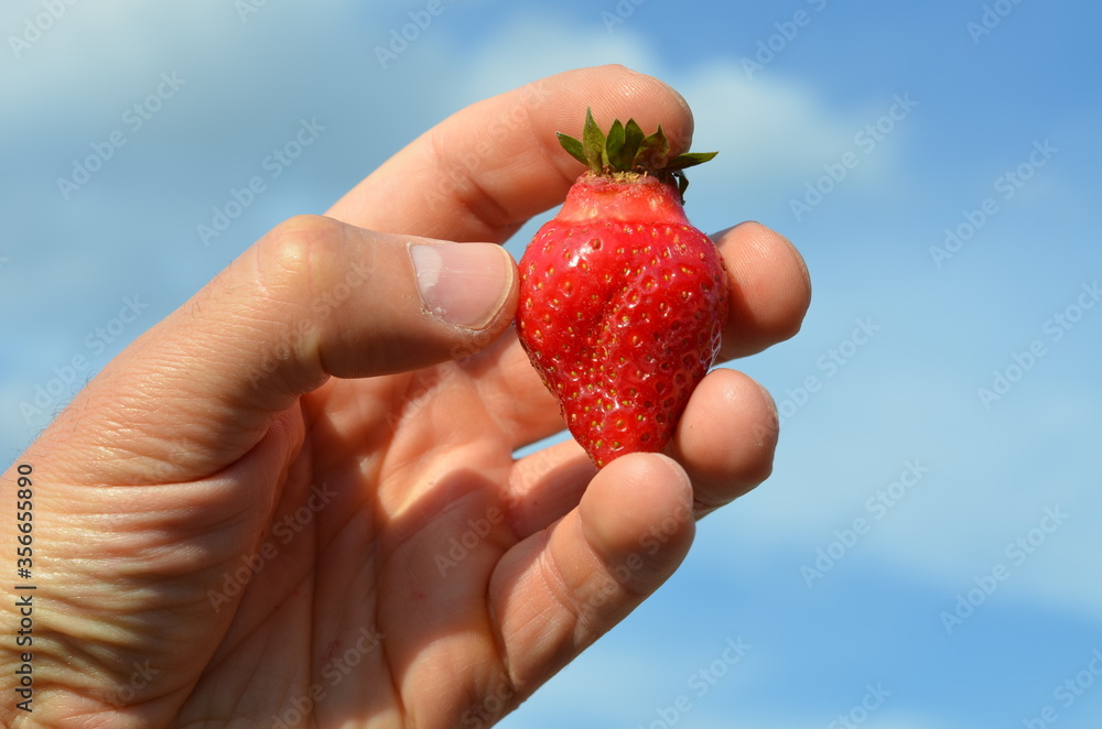 Obraz premium Truskawka Polska , Bez nawozów ,Ekologiczna truskawka ,Truskawka słodka ,strawbery, owoc, jedzenie, czerwień, swiezy, jagoda, strawbery, dojrzałe, słodki, zdrowa, deser, zdrowa ekologia ,naturalna ,