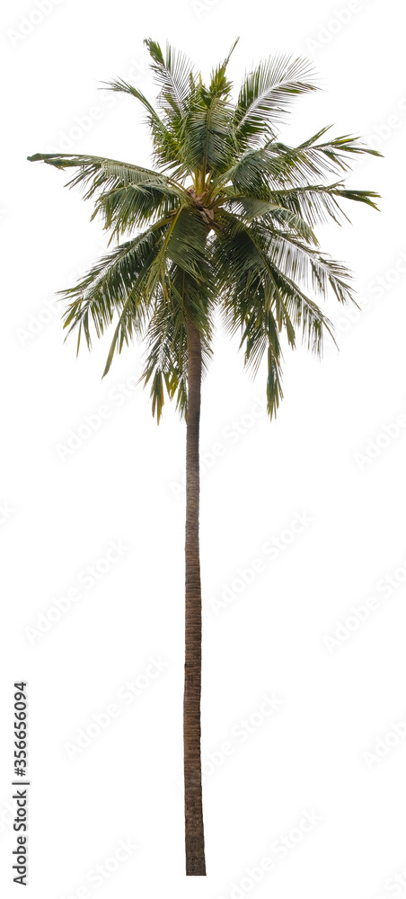 Fototapeta premium Beautiful coconut tree isolated on white background. Suitable for use in architectural design or Decoration work.
