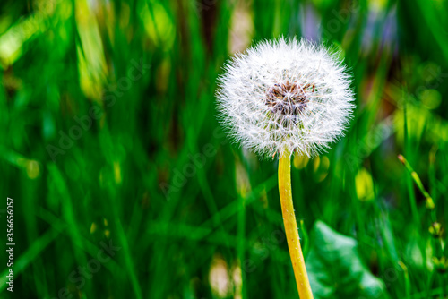 Dandelion in the grass of a wood.