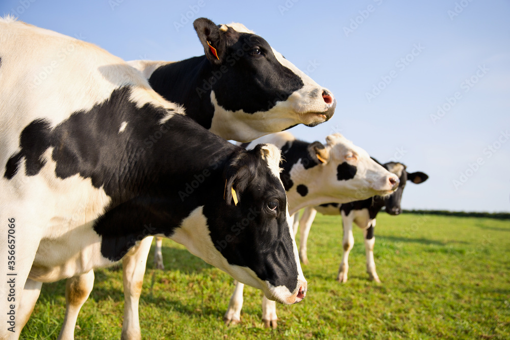 Troupeau de vache en campagne dans la nature au printemps. Troupeau de vache en campagne dans la nature au printemps.