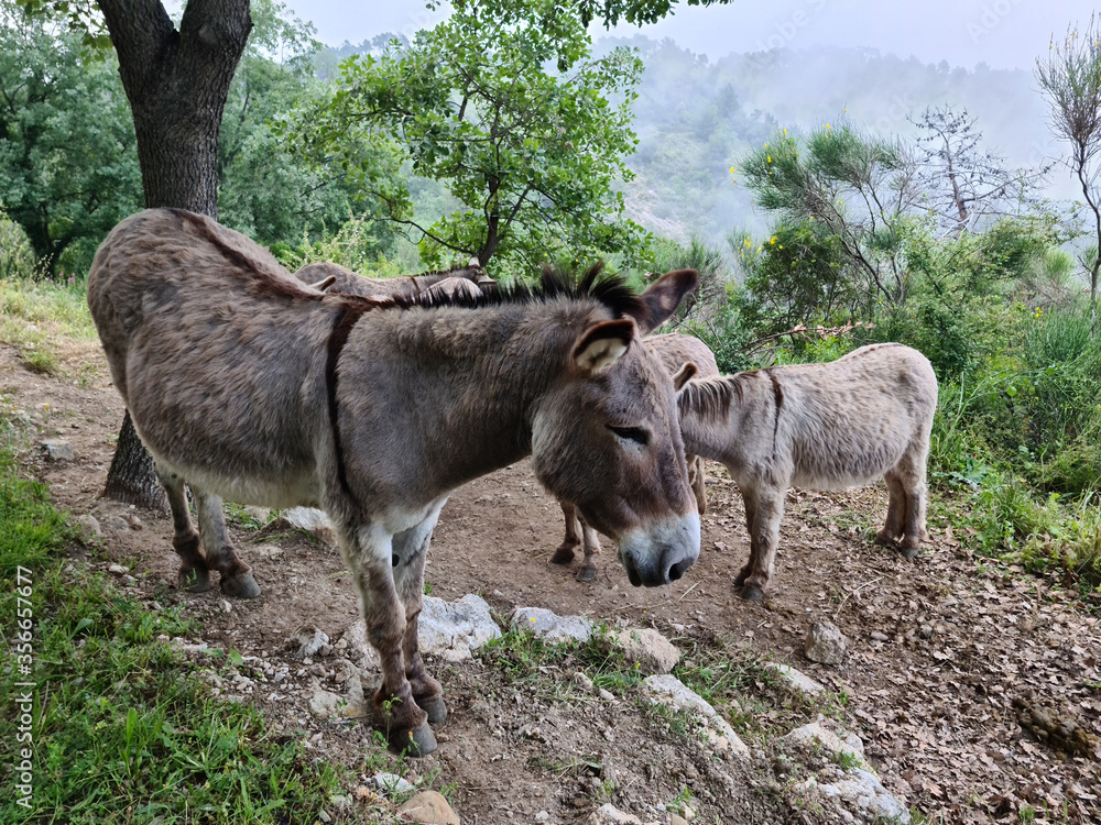Fototapeta premium Donkeys In The Mountain