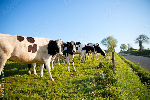 Troupeau de vache au bord d'une route de campagne e France. © Thierry RYO