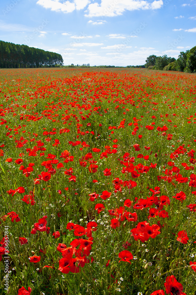 Champs de coquelicot au printemps.