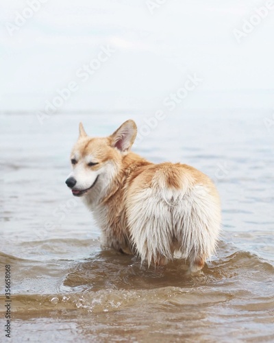 Welshcorgi Pembroke, Corgi photo