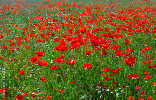 Champ de coquelicots au printemps dans la campagne française.