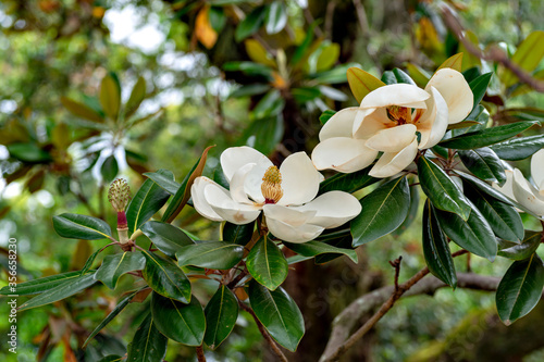 Flowers of southern magnolia (Magnolia grandiflora)