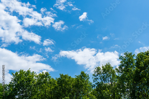 Fototapeta Naklejka Na Ścianę i Meble -  Green tree top line over blue sky and clouds background in summer