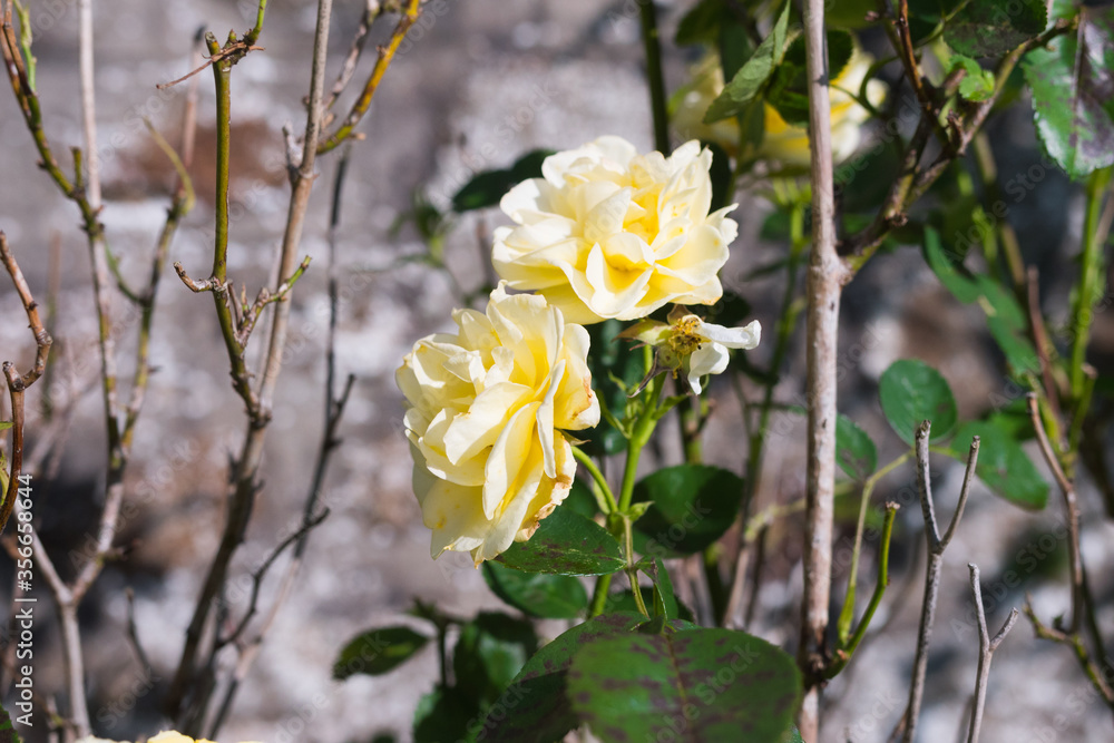 Obraz premium Beautiful close up of white rose on bush. Valentine's day blossoming flower. Sunny spring day, Symbol of love & purity. Blurred background.