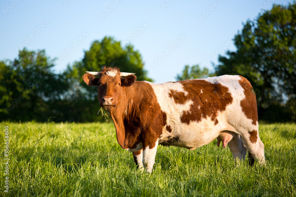 Vache de race Rouge des Pré dans une prairie au printemps.