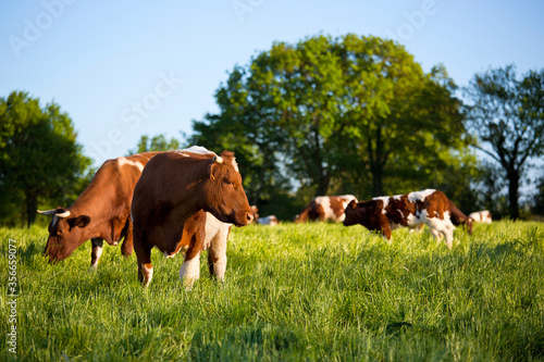 Troupeau de vache de race à viande, Rouge des Prés en campagne.