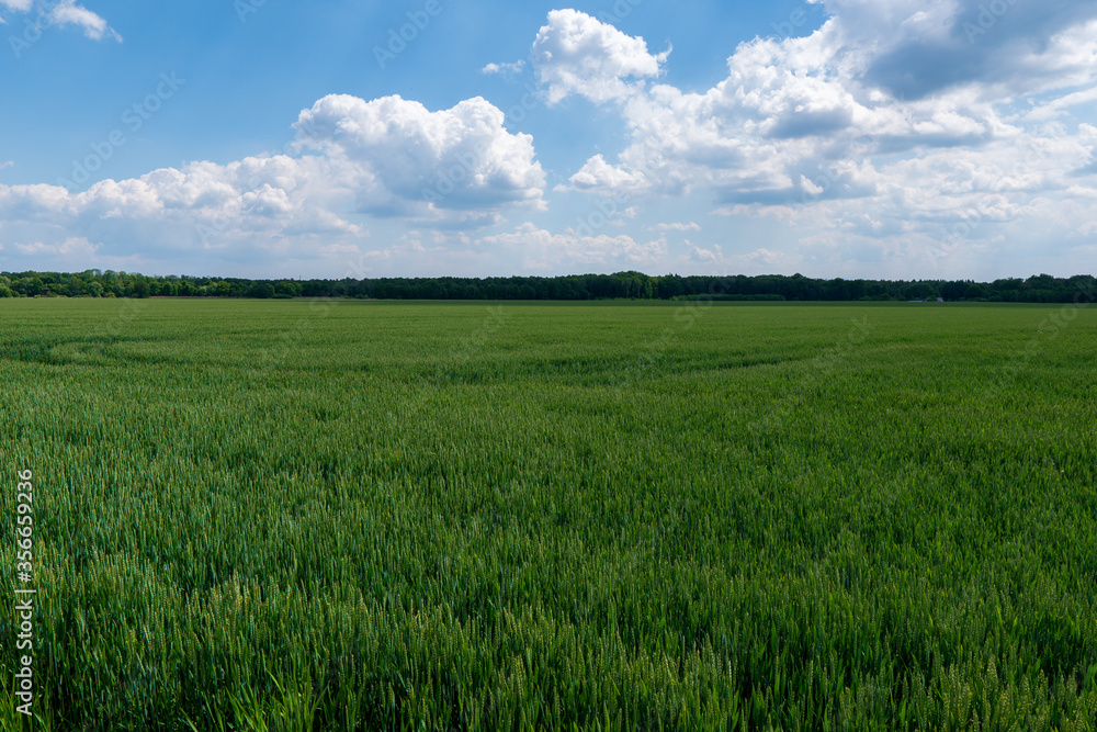 Green wheat field on blue sky background