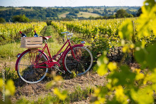 paysage de vigne en campagne française.