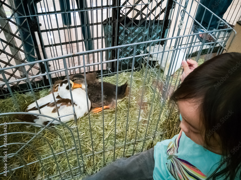Animal indoor farm sow with children around.