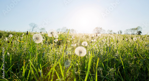 Fotografi Champ au soleil au printemps.