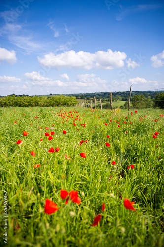 Prairie fleurie de coquelicots au printemps.