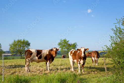 Vache de race à viande en campagne, paysage de France.