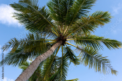 Beautiful tropical Maldives island with beach, sea and coconut palm tree.