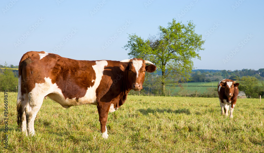 Troupeau de vache ou de bœuf, race à viande ou laitière dans une prairie.