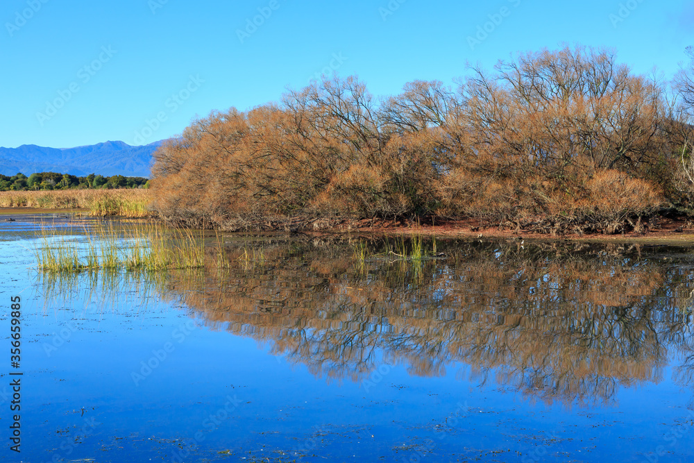 Autumn trees reflected on the mirror-like water of a lake. Willows on Lake Taupo, New Zealand