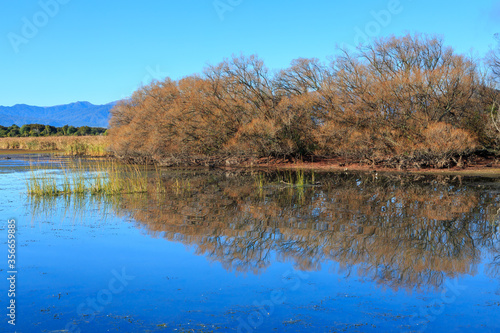 Autumn trees reflected on the mirror-like water of a lake. Willows on Lake Taupo, New Zealand