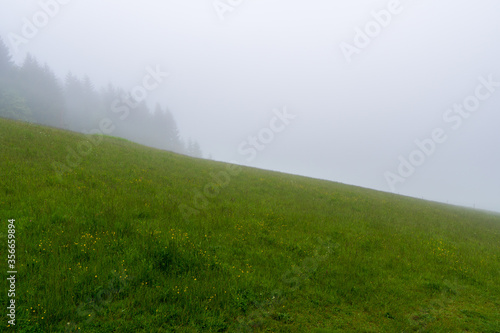 Wide panorama of beautiful foggy meadow. Dense fog over dry grass meadow and trees silhouettes at early spring morning.