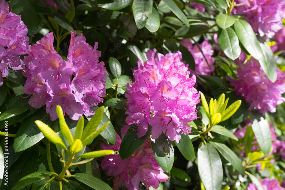 Beautiful luxurious nature rhododendron flowers close up in Normandy. Sunny spring day. Colorful and peaceful nature.