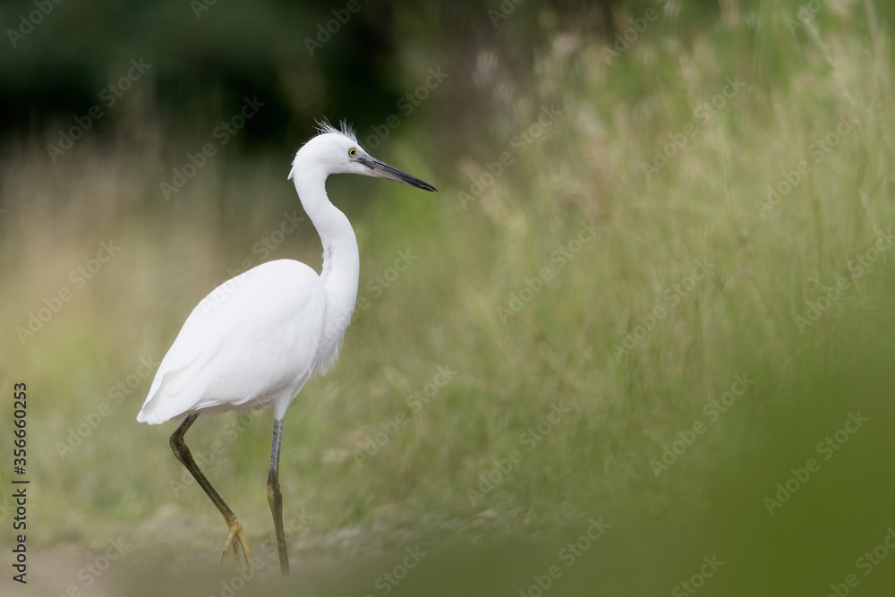 All the elegance of little Egret (Egretta grarzetta) All the elegance of little Egret (Egretta grarzetta)