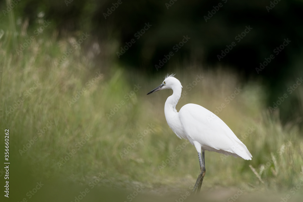 Beautiful portrait of little Egret (Egretta garzetta) Beautiful portrait of little Egret (Egretta garzetta)