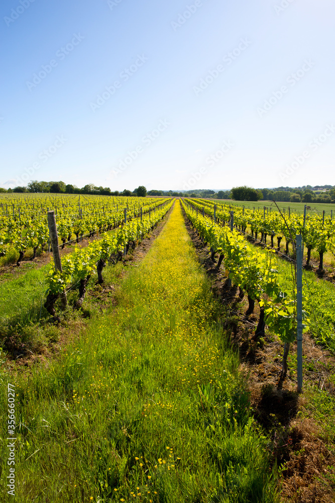 Obraz premium Vignoble au printemps en France.