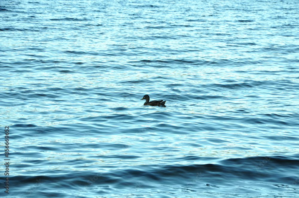 Naklejka premium Duck in the Sea