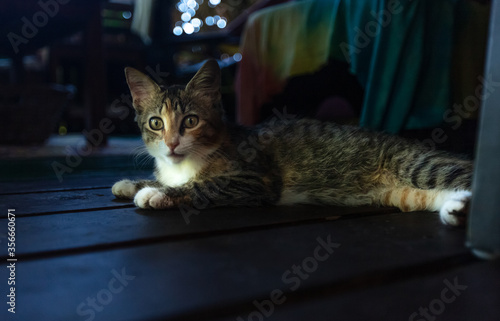 Jeune chatte aux long poils photo