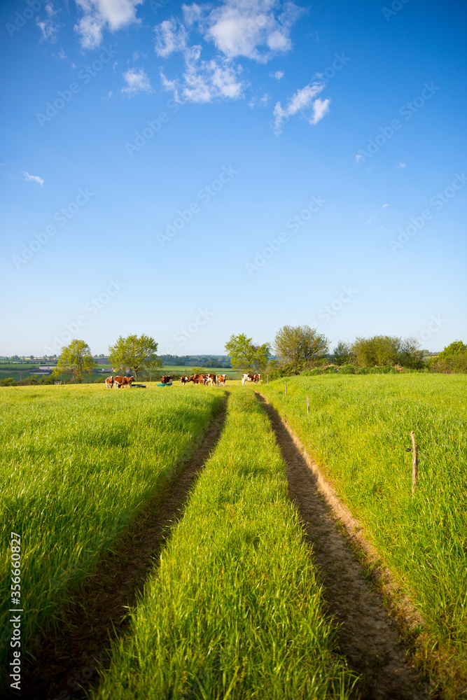 Fototapeta premium Paysage d'un chemin de campagne au printemps en France.