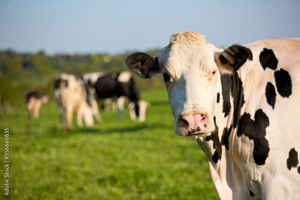 Portrait de vache laitière en campagne. Stock Photo | Adobe Stock