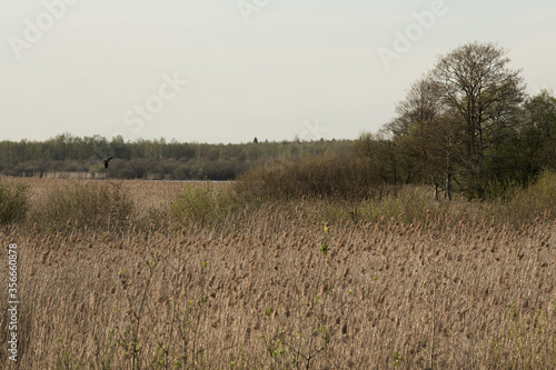 Foto Thickets of reeds and a flying bird